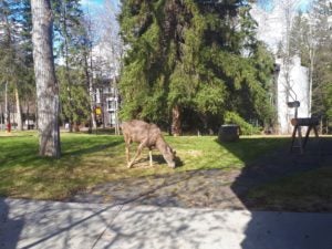 deer outside office